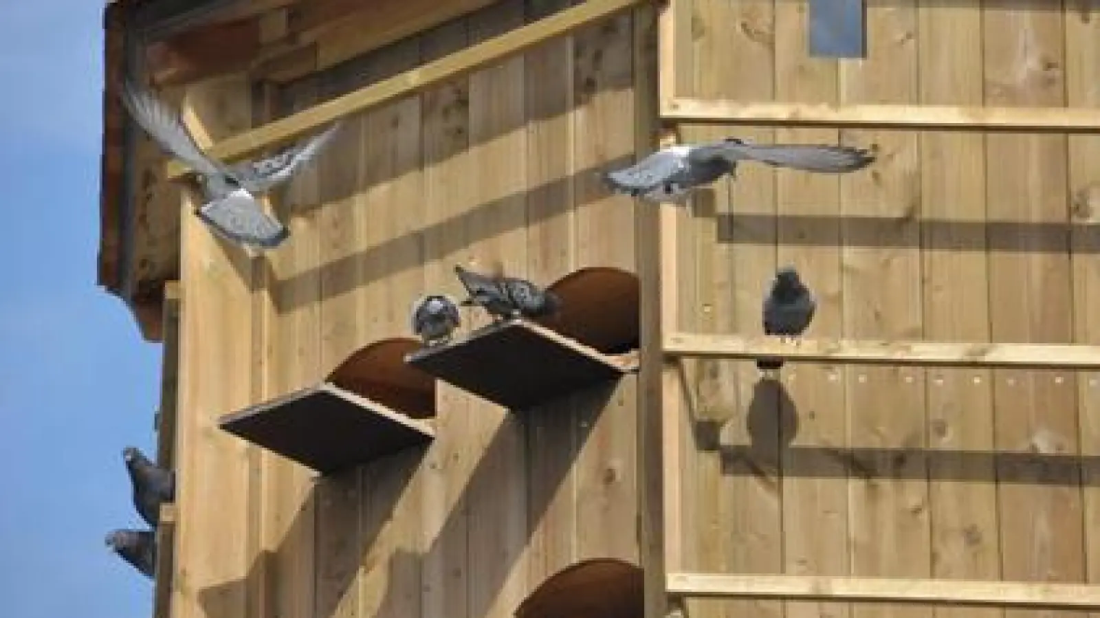 Nehmen ihr neues Zuhause offensichtlich an:   Die Tauben in dem eigens für sie errichteten Turm in der Grünanlage am Schwabencenter.			Fotos: Patrick Bruckner (Fotos: Patrick Bruckner)