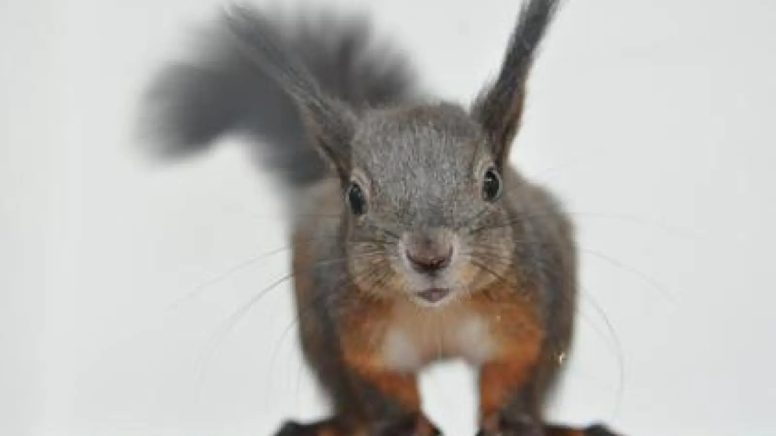 Eichhörnchen Fritzi   ist fünfzehn Wochen alt und stammt aus Kempten. 	Foto: Natascha Höck (Foto: Natascha Höck)