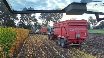Der Mais wird eingefahren (Foto: Sofia Brandmayr)