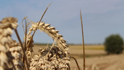 <b>In den kommenden Tagen</b> wird die Gerste geerntet, dann folgt der Weizen. Bei der Gerste erwarten Landwirte in der Region heuer unterdurchschnittliche Erträge. Der Weizen schlägt sich derweil gut. (Foto: Verena Heißerer)