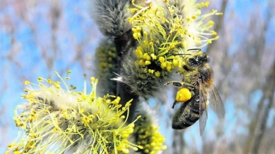 &lt;p&gt; &lt;x_bildunterschr&gt; &lt;b&gt;Bienen bringen Pollen von A nach B. &lt;/b&gt; Heuschnupfen-Geplagten macht der umherfliegende Blütenstaub in diesem Jahr besonders früh zu schaffen.   Foto: Alfons Kern &lt;/x_bildunterschr&gt; &lt;/p&gt;