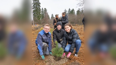Über 1000 Pflanzen   brachten Schüler und Schülerinnen der Aindlinger Mittelschule kürzlich in den Boden des Lechauwaldes bei Todtenweis ein. 	Foto: Sofia Brandmayr (Foto: Sofia Brandmayr)