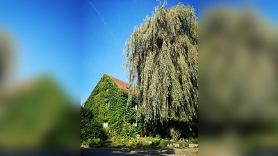 <b>„Wo ist denn hier die Haustür?“:</b> Für ihren verwunschenen Vorgarten wurde Familie Atzenhofer aus Weichs ausgezeichnet.  (Foto: Landratsamt Dachau)