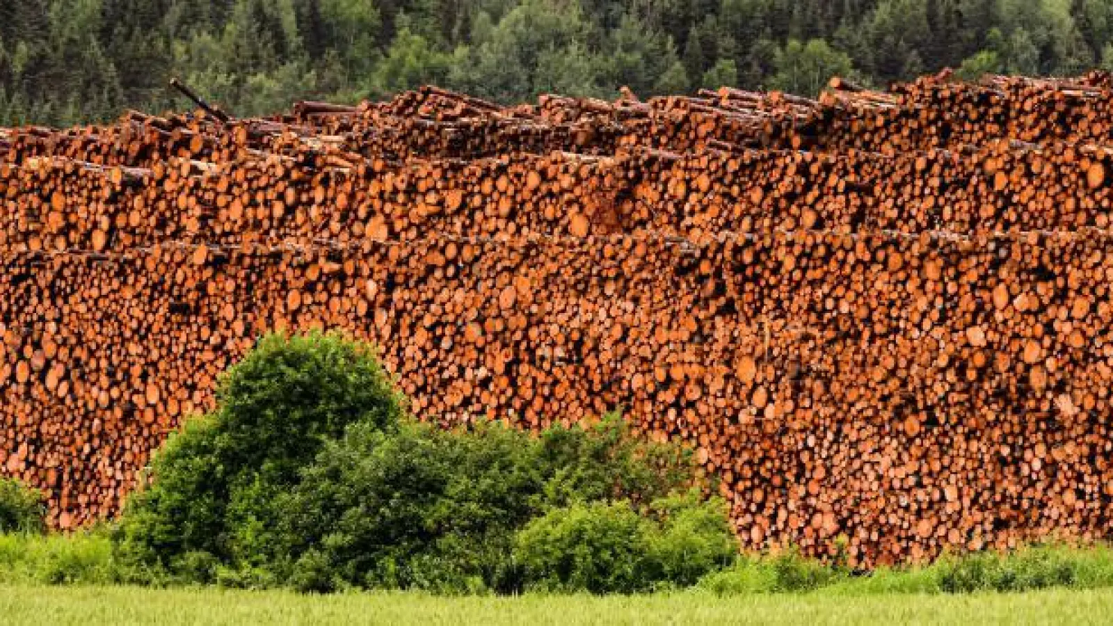 Gewaltige Mengen an Fichtenholz   sind allein 2020 in ganz Europa angefallen. Weil es billig exportiert werden konnte, fehlt es nun hierzulande. Experten rechnen aber mit einer erneuten Bauholzschwemme in diesem Sommer. 	Foto: Pixabay (Foto: Pixabay)