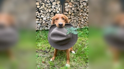 Hund mit Hut (Foto: Monika Kirschner)
