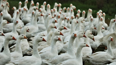 <b>Bei Geflügelhaltung</b> in Bayern gab es seit Juni keinen Ausbruch von Vogelgrippe mehr. (Foto: Pixabay/Caniceus)