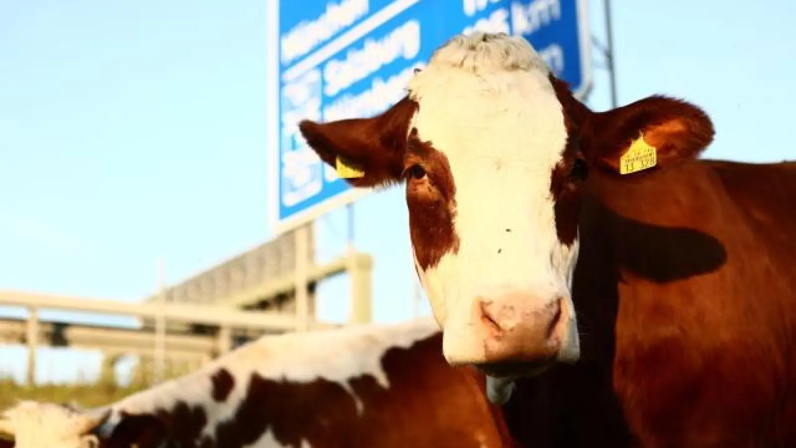 Direkt an der Autobahn stehen die Rinder der Familie Haag, völlig unbeeindruckt vom Straßenlärm, mit dem auch die Kälber aufwachsen. Wenn es den Tieren doch zu viel werden sollte, finden sie Schutz hinter den zahlreichen Lärmschutzwänden.