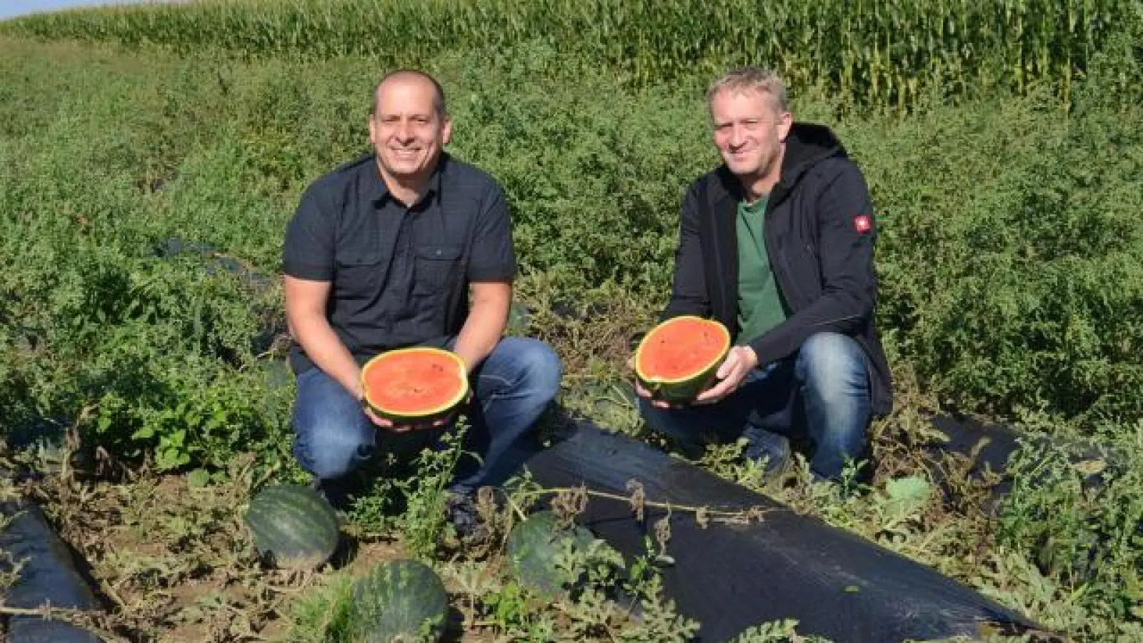 Michael Heilgemeir (links) und Jakob Haberl   haben die Landmelonen GbR gegründet. Die Inchenhofener sind die Ersten, die im Wittelsbacher Land Wassermelonen anbauen. 	Foto: Monika Grunert Glas (Foto: Monika Grunert Glas)