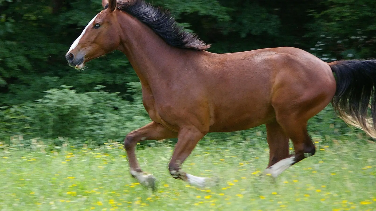 <b>Ein Pferd ist am Donnerstag</b> vor seiner Halterin davongelaufen. Die Frau hatte es massieren wollen. (Foto: Pixabay)