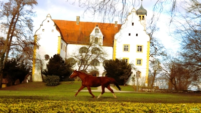 Gelbes Blütenmeer aus Winterlingen und Pferdedame Lou am Haslangkreiter Schloss (Foto: Helene Monzer)