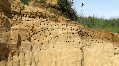 In der Sandgrube am Hardhof sollen sich in den Sommermonaten Uferschwalben und Bienenfresser weiter ansiedeln können. (Foto: Josef Abt)