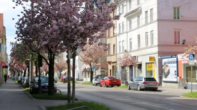 Die für die Ulmer Straße charakteristischen Kirschbäume sollen während der Bauarbeiten geschützt werden. (Archivfoto: Janina Funk)