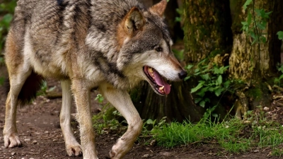 <b>Einem Wolf</b> in freier Wildbahn zu begegnen, gehört sicher nicht zu den Erfahrungen, die Radler oder Spaziergänger gerne machen. Ein 15-jähriges Mädchen aus Schiltberg behauptet, sie hätte gleich ein ganzes Rudel gesehen. Bestätigt wurde die Sichtung nicht. (Foto: pixabay)