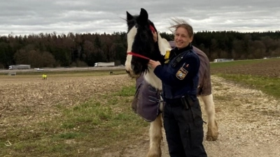 Die Polizei musste zwei Pferde von der Autobahn retten.  (Foto: Polizeipräsidium Schwaben-Nord)