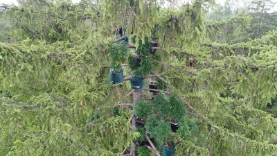 Grüne Kübel in luftiger Höhe: Viele Medien berichteten im vergangenen Jahr über die Hanfplantage im Haunstetter Wald. Nun stand ein 35-Jähriger vor Gericht. (Foto: Polizei Schwaben Nord)