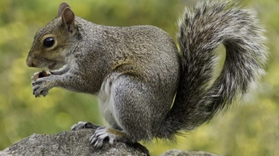 <b>Eichhörnchen</b> sollen mit Hilfe der App besser geschützt werden. (Foto: Pixabay)