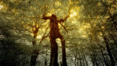 Die Seele des Waldes  (Foto: erdmannfilm.de)