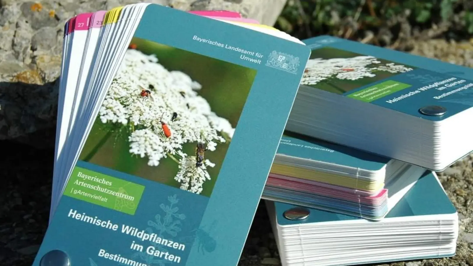 Mit dem Fächer lassen sich 50 Wildpflanzen und ihr Nutzen für die Insektenwelt bestimmen. (Foto: Bayerisches Landesamt für Umwelt)