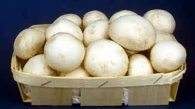 <b>50 Tonnen Champignons</b> pro Woche werden im Pöttmeser Ortsteil Au produziert. (Foto: Ruckszio, imago)