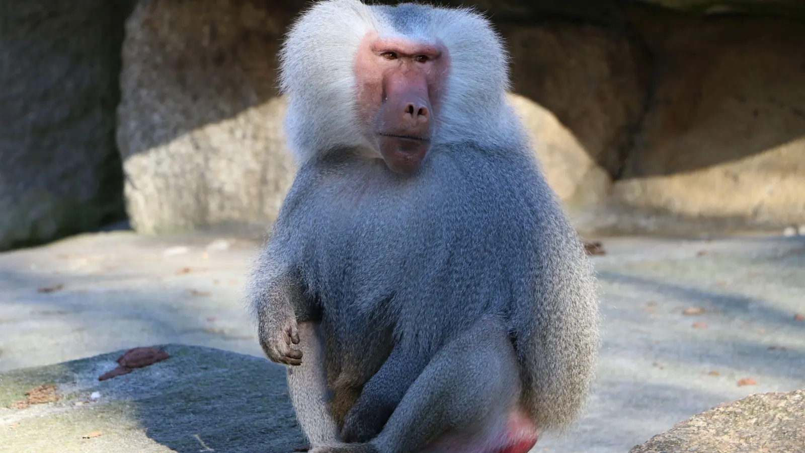 Unter den Affen sei es immer wieder zu Auseinandersetzungen gekommen, erklärt der Zoo. Durch die Abgabe sei es möglich gewesen, die Spannungen in der Augsburger Gruppe zu reduzieren. (Symbolfoto: jaf)