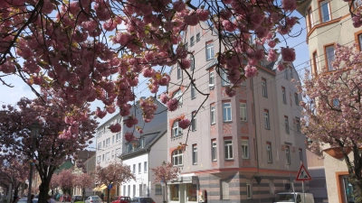 In der Ulmer Straße im Augsburger Stadtteil Oberhausen soll ein Teil der charakteristischen Kirschbäume entfernt werden. Die sieben Bäume sind der Stadt zufolge stark beschädigt. (Foto: jaf)