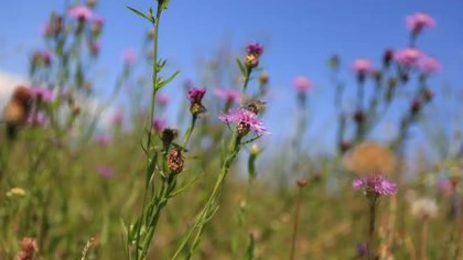 Blumenwiesen  , zum Beispiel wie hier mit Flockenblumen, will die Gemeinde Obergriesbach stehen lassen, um so die Artenvielfalt zu fördern. Einem entsprechenden Antrag gab der Gemeinderat grünes Licht. 	Foto: Bastian Brummer (Foto: Bastian Brummer)