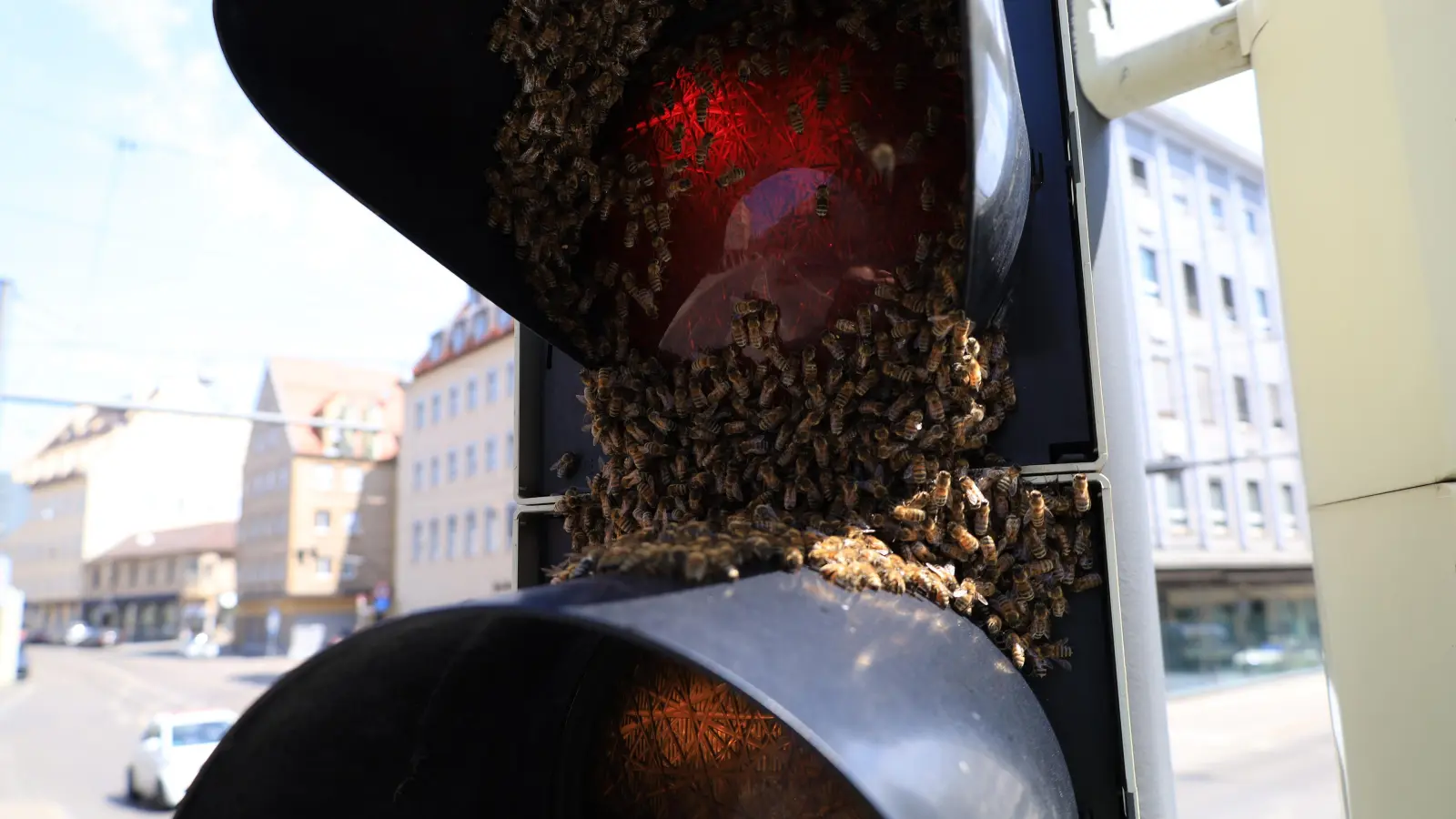 Die Feuerwehr sammelte die Bienen ein, die zum einem späteren Zeitpunkt einem Imker übergeben werden.  (Foto: Berufsfeuerwehr Augsburg)
