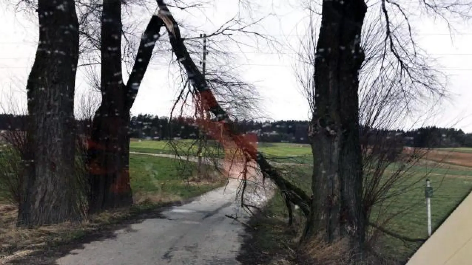 Auch im Gemeindebereich Petersdorf   waren Feuerwehr und Bauhof nach dem Sturm lange im Einsatz. Mehrere Bäume stürzten um und blockierten Wege. 	Foto: Siegfried Sturm (Foto: Siegfried Sturm)