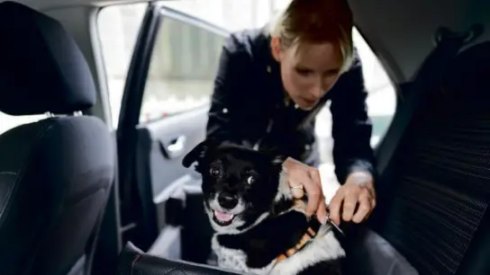 Kleinere Hunde   sollten mit einem Auto-Geschirr gesichert werden, um nicht nach vorne geschleudert zu werden. 	Foto: Stock Adobe (Foto: Stock Adobe)