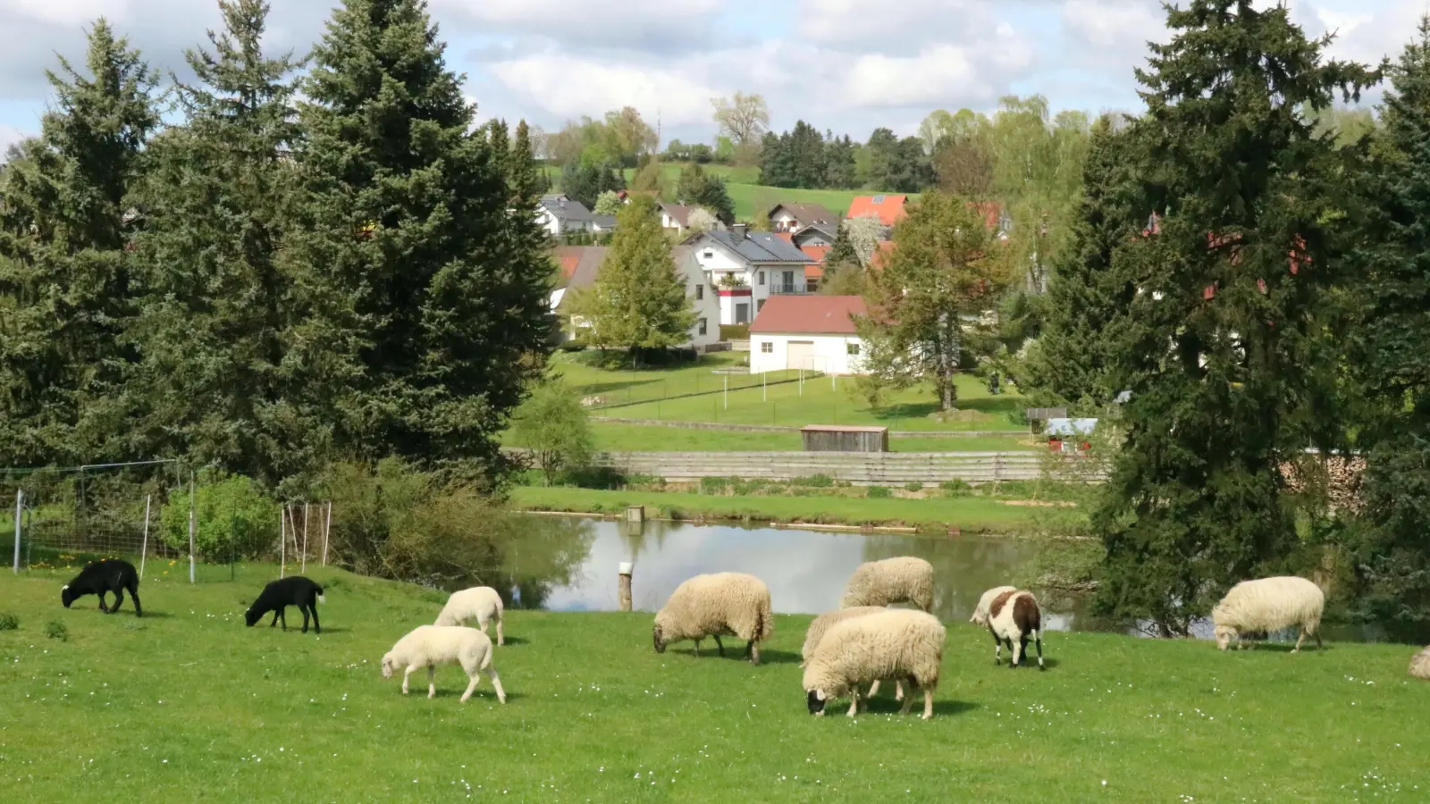 Aindlinger Schafe im Frühling (Foto: Josef Abt)