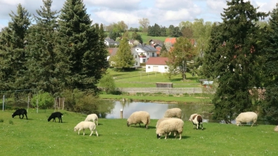 Aindlinger Schafe im Frühling (Foto: Josef Abt)
