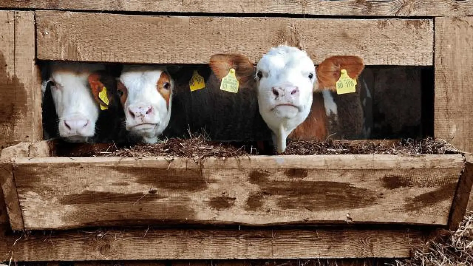 Die bundesweite Tendenz  , dass immer weniger Rinder gehalten werden, zeichnet sich auch im Wittelsbacher und Dachauer Land ab. 	Foto: Turmfalke/Pixabay (Foto: Turmfalke/Pixabay)