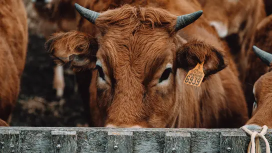 Rinder stoßen Methan aus, ein klimaschädliches Treibhausgas. Die Landwirtschaft muss deshalb Haltungs- und Anbaumethoden überdenken, um überlebensfähig zu bleiben. (Foto: Pexels)