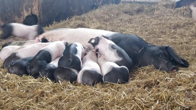 Großer Andrang: Wenn die Ferkel sich alle auf einmal satt essen, ist das anstrengend für die Mutterschweine.  (Foto: Kristin Deibl)