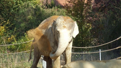 Mit den Elefanten ist auch deren Gehege in die Jahre gekommen. (Foto: Archiv)