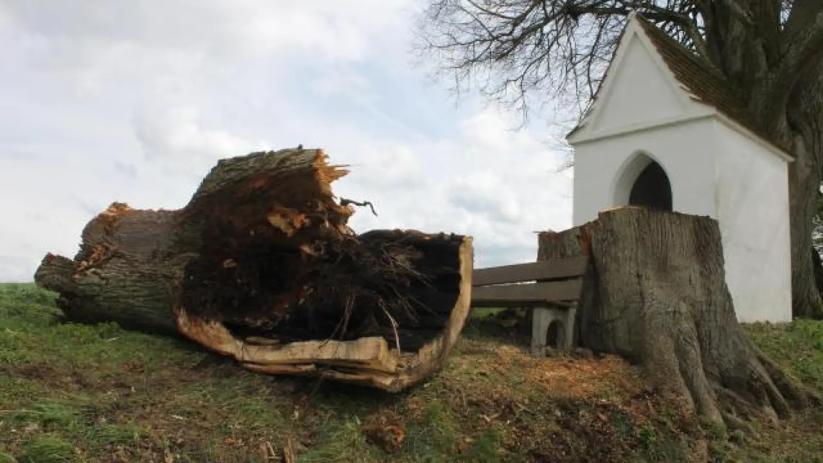 Die Reste des Baumes  , den der frühere Ortssprecher Hans Mangold auf ein Alter von etwa 200 Jahren schätzt. 	Fotos: Berndt Herrmann (Fotos: Berndt Herrmann)