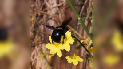 <b>Eine Blaue Holzbiene</b> – einen spannenden Vortrag über Wildbienen und deren Lebensweise gibt es in Pöttmes.  (Foto: Ernst Haile)