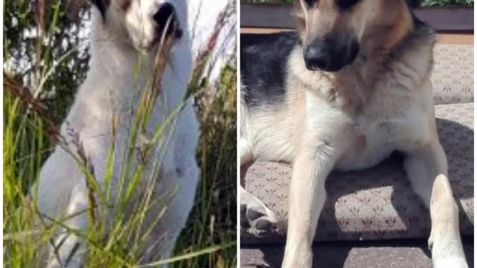 Leni und Maja  , zwei Hunde aus dem Tierschutz, wurden im Juli 2018 in Königsbrunn von einem Jäger erschossen.