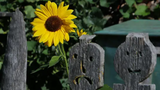 Eine leuchtend gelbe Sonnenblume freut sich nach dem Morgennebel auf die Sonnenstrahlen. Entdeckt hat sie unser Fotograf Erich Hoffmann in einem kleinem Bauerngarten unterhalb des Kircherls Sankt Martin in Untermauerbach.  (Foto: Erich Hoffmann)