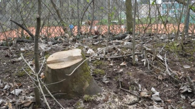 50 Bäume mussten für ein Bauvorhaben im Spickel fallen. Der Tennisclub Augsburg (TCA) will auf seinem Gelände einen neuen Komplex mit insgesamt sechs Hallen errichten. Anwohner sind über den Kahlschlag empört. (Foto: Katharina Schwarzott)