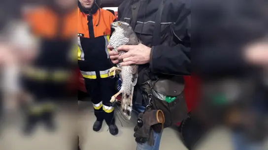 Der Habicht war schon völlig entkräftet.   Er hatte sich mit einem Fuß in einem Vogelschutznetz verfangen. Die Feuerwehr Taiting befreite ihn, nachdem ein Passant die Polizei verständigt hatte.