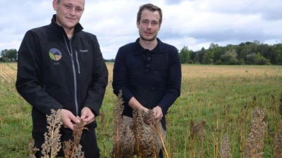 Andreas (links) und Thomas Knab   bauen inzwischen auf rund 35 Hektar in den Landkreisen Dachau, München und Freising Quinoa an.	Foto: Heigl (Foto: Heigl)
