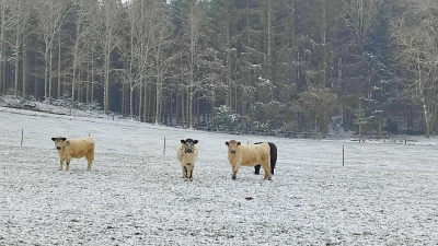 Rinder nahe Wollomoos (Foto: Annemarie Schweiger)