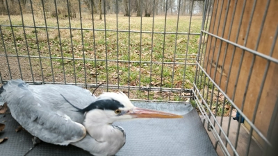 Der Storch entpuppte sich als Graureiher und wurde von der Feuerwehr zum Tierarzt gebracht.  (Foto: Berufsfeuerwehr Augsburg)
