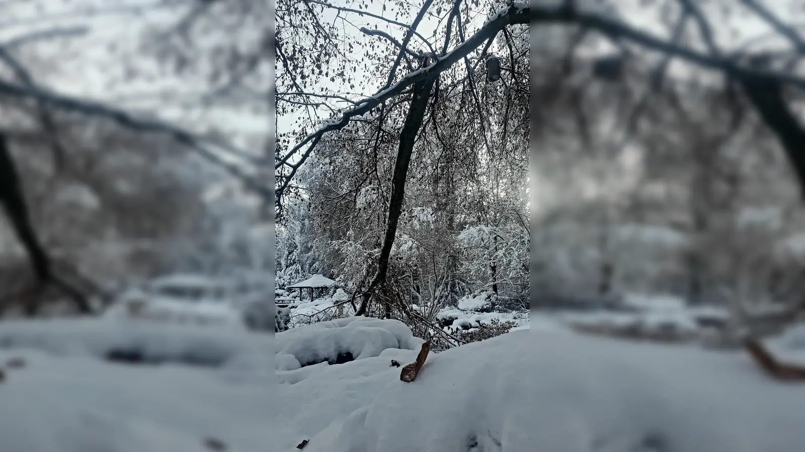 Der Wintereinbruch hat im Botanischen Garten Augsburg teils schwere Schäden an den Bäumen hinterlassen. (Foto: Jürgen Lerch / Botanischer Garten Augsburg)