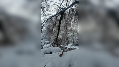 Der Wintereinbruch hat im Botanischen Garten Augsburg teils schwere Schäden an den Bäumen hinterlassen. (Foto: Jürgen Lerch / Botanischer Garten Augsburg)