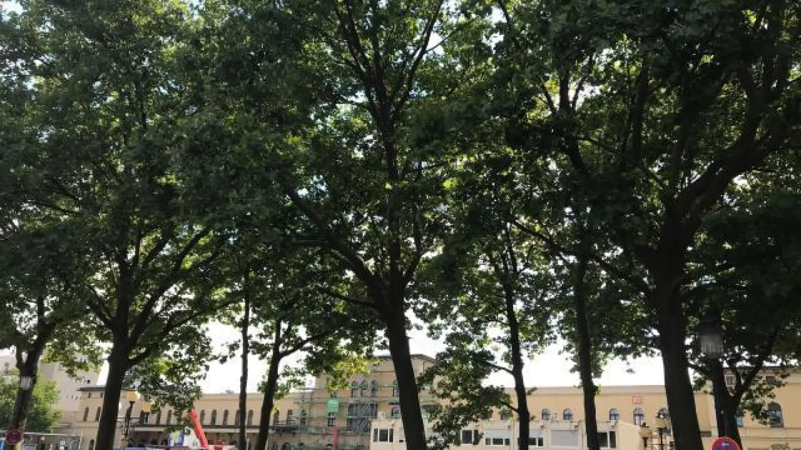 Wie geht es weiter   mit den Bäumen auf dem Bahnhofsvorplatz? Noch hat der Augsburger Stadtrat nicht entschieden. 	Foto: jaf (Foto: jaf)