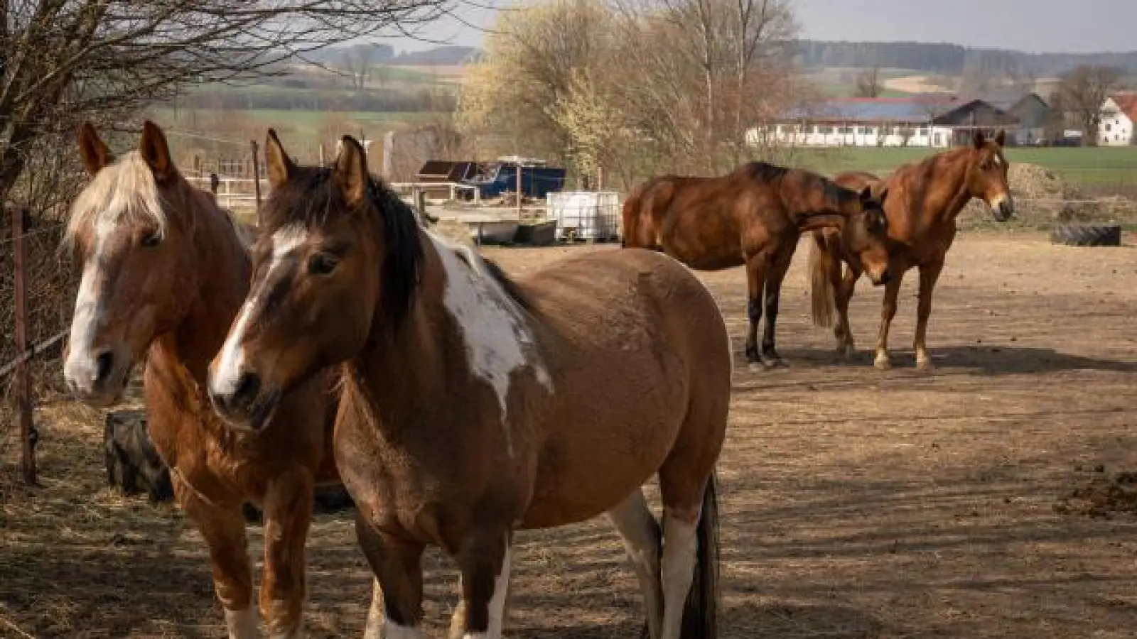 Etwa 30 Pferde, darunter „Goldie” und „Lucky”, leben derzeit in der Dasinger Western City. Sie werden ein neues, modernes Gelände bekommen.