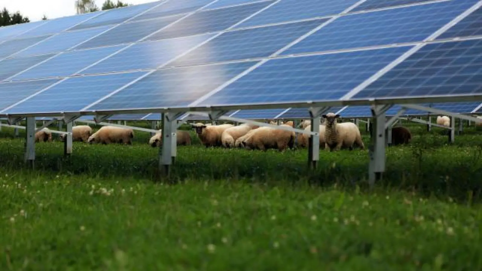 Mit Photovoltaik   bei Motzenhofen wird es nichts. Nach Widerstand der Anwohner zogen die Investoren ihre Anträge zurück.	Archivfoto: Brummer (Archivfoto: Brummer)