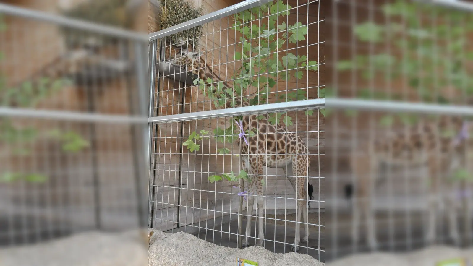 Die neuen Giraffen im Augsburger Zoo sind derzeit nicht den ganzen Tag zu sehen, und wenn, dann auch meist in den Boxen. Giraffendame Gaya (Bild) ist noch ängstlich, denn neben ihren beiden neuen Weggefährten kennt sie auch kein Gras, da der Außenbereich der Anlage des Pariser Zoos aus Kies bestand. Foto: Patrick Bruckner (Foto: Patrick Bruckner)